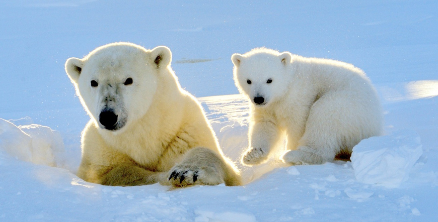 Alaska - Glaciers and Wildlife