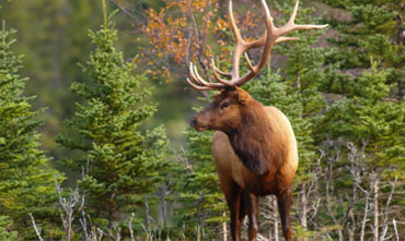 Banff National Park