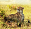 Corbett Tours