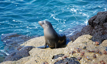 Galapagos Islands