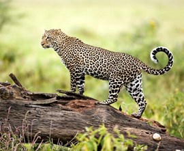 Golden Triangle & Corbett Tours