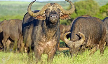 Kruger National Park