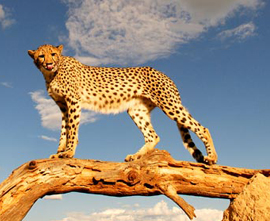 Maasai Mara - Ngorongoro & Serengeti