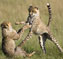 Africa Tours