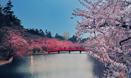 World's Most Beautiful City Tokyo