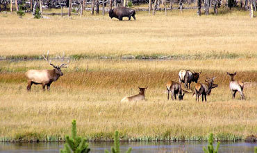 Yellowstone National Park